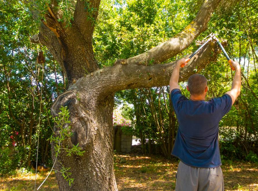 man uses the shears in a garden