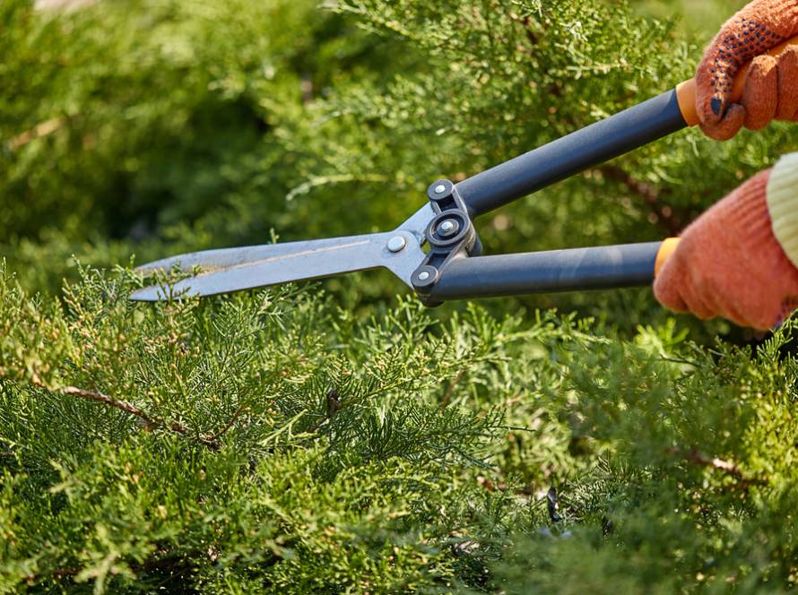 Hands of gardener in orange gloves are trimming the overgrown green shrub using hedge shears on sunny backyard. Worker landscaping garden. Close up