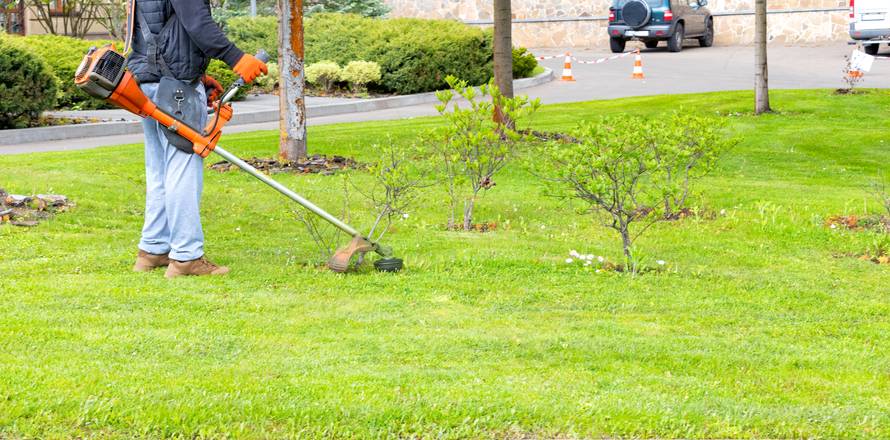 A gardener mows a young green lawn with a gasoline trimmer in early spring.