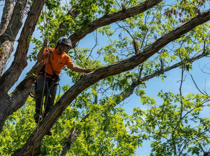 The Essential Tree Trimming Guide