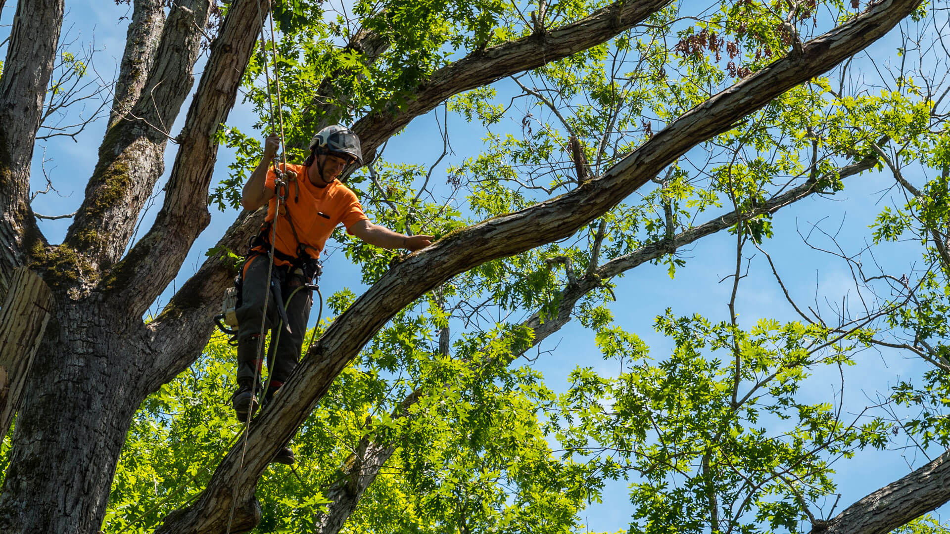 The Essential Tree Trimming Guide