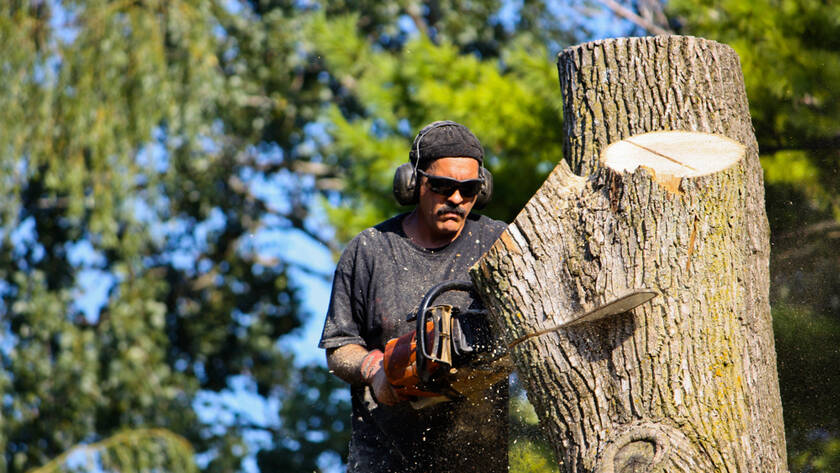 How Much Does Tree Removal Really Cost?