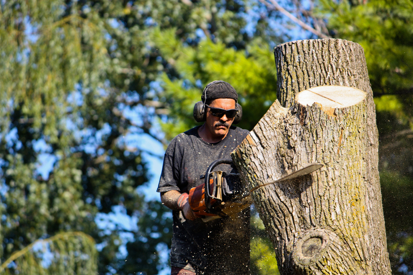 How Much Does Tree Removal Really Cost?