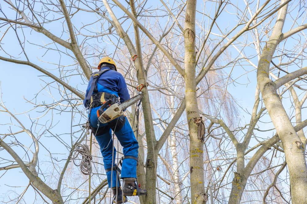 Tree-Removal-Services