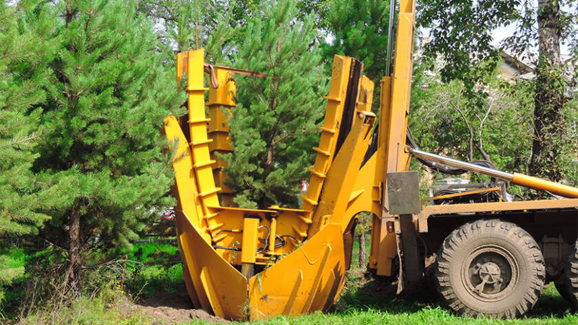 key-considerations-large-tree-installation
