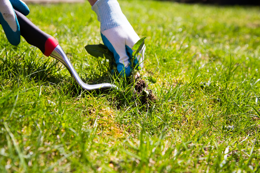 weed control