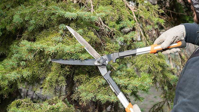 Gardener pruning, spruce, fir tree with hedge shears