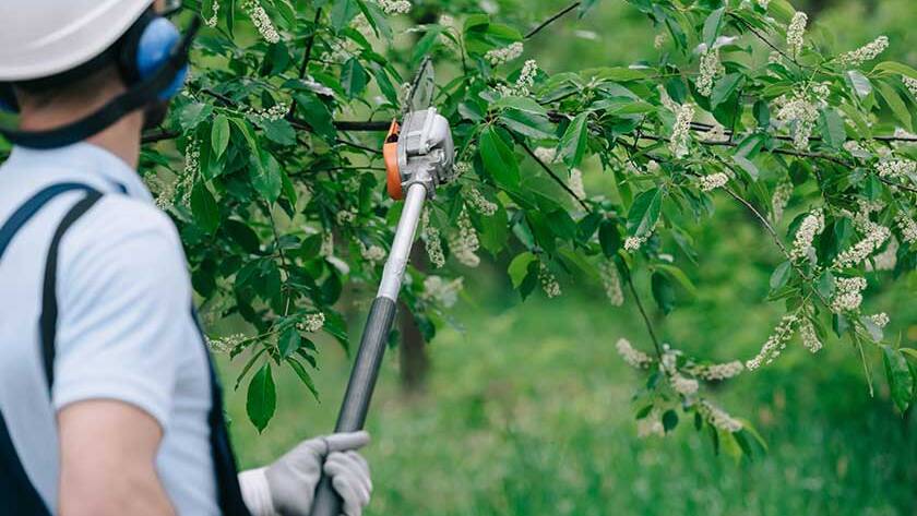 Back view of gardener trimming trees with telescopic pole saw in park