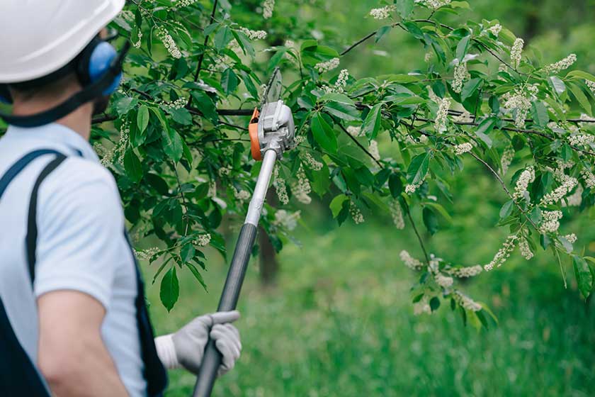 Back view of gardener trimming trees with telescopic pole saw in park