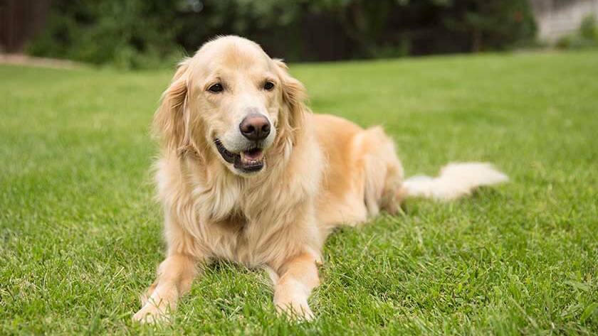 Golden Retiriever