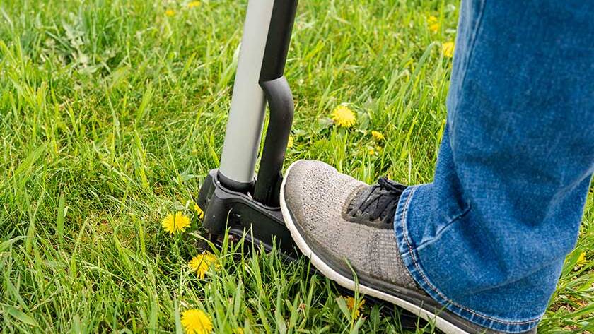 Mechanical device for removing dandelion weeds by pulling the tap root.
