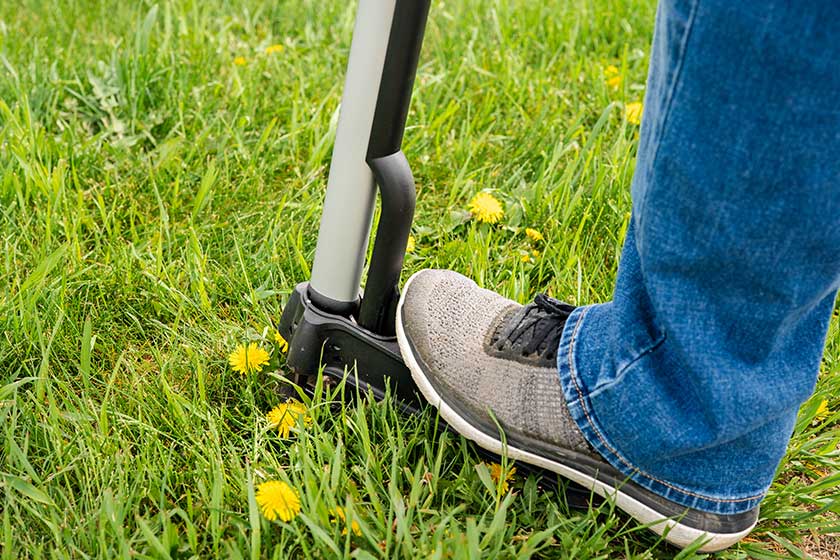 Mechanical device for removing dandelion weeds by pulling the tap root.