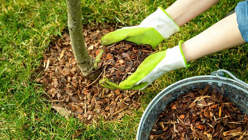 Mulching around a tree with pine bark mulch