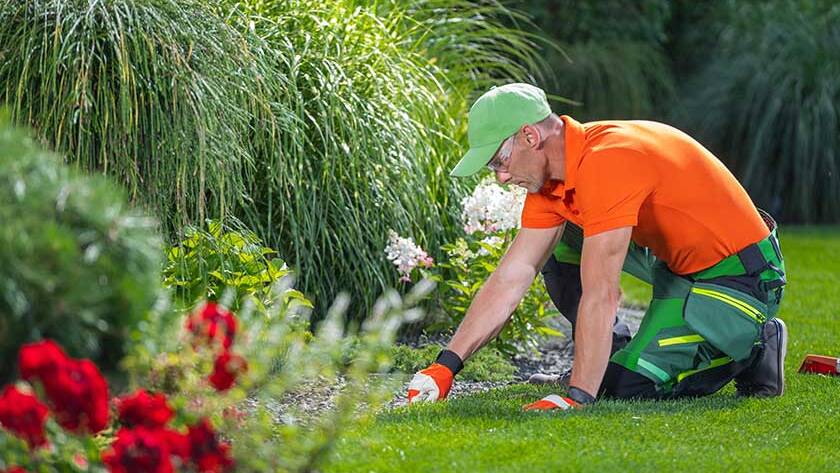 DIY Vs. Hiring Professional Lawn Care Services In Nashville, TN: Which Is Better?