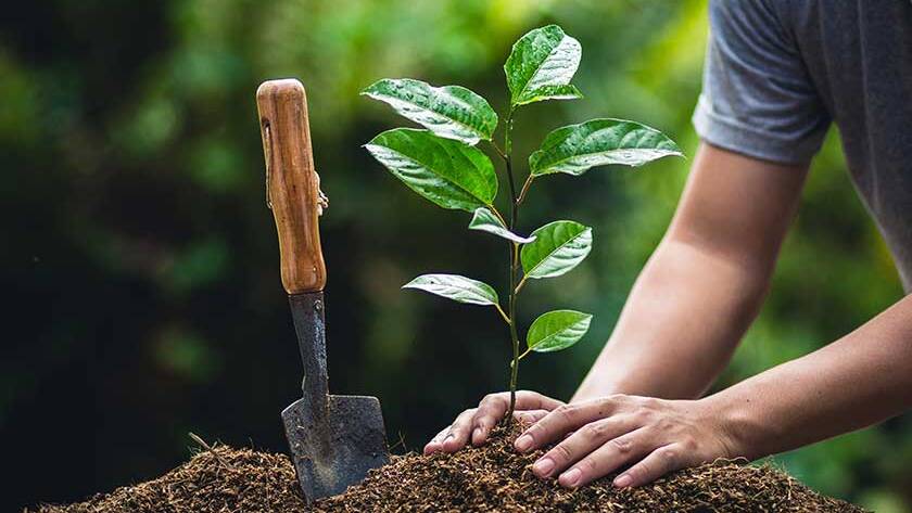 14 Tree Planting Facts You Should Know