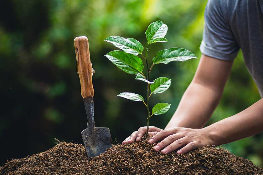 14 Tree Planting Facts You Should Know