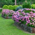 11 Best Flowers For A Beautiful Garden