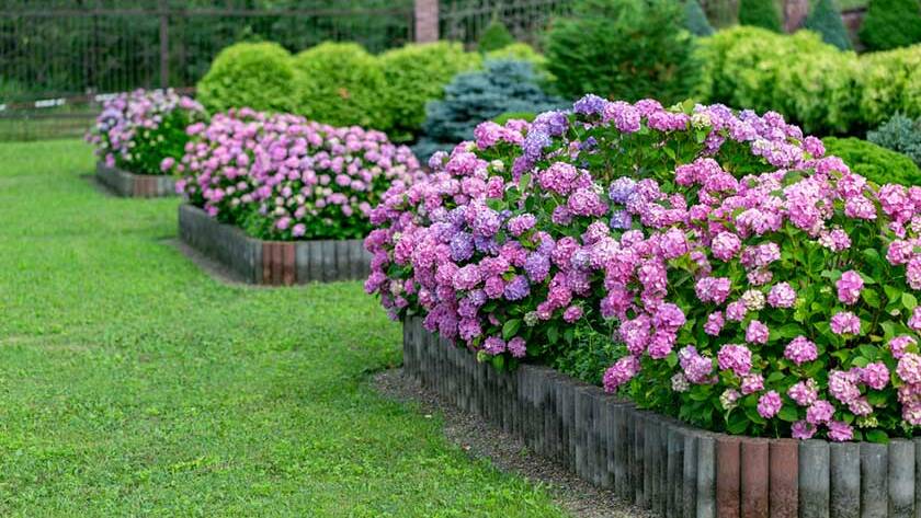 11 Best Flowers For A Beautiful Garden
