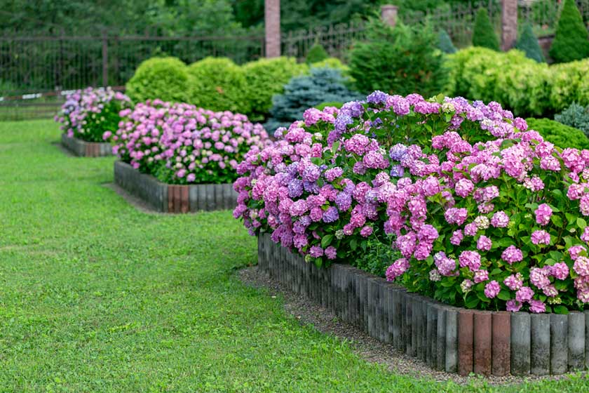 11 Best Flowers For A Beautiful Garden