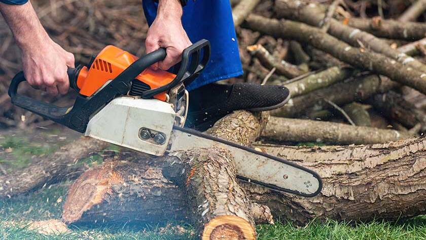 Tree Trimming Vs. Pruning: Learn The Differences