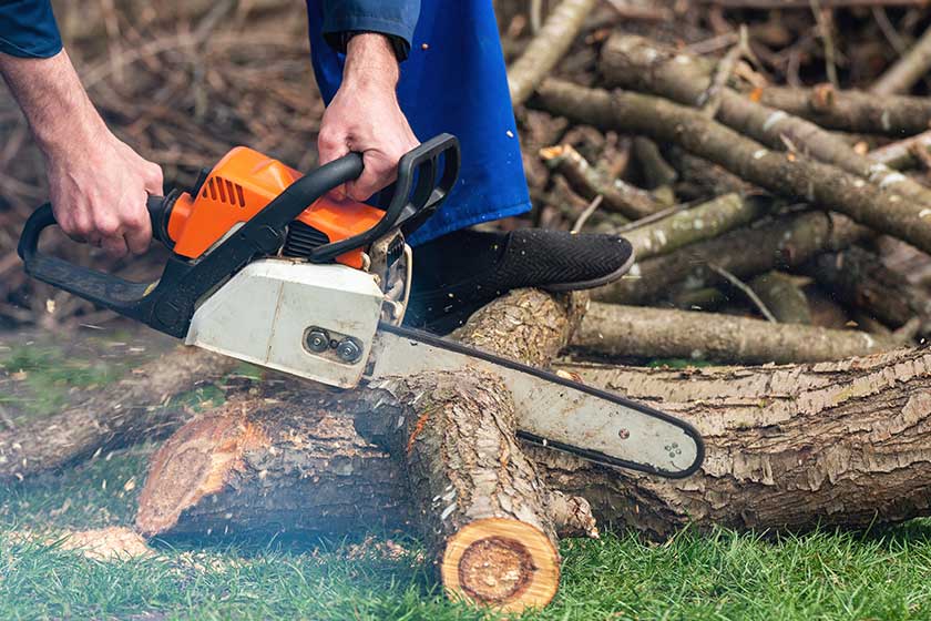Tree Trimming Vs. Pruning: Learn The Differences