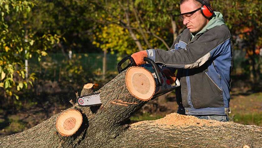 What Constitutes A Tree Removal Emergency? An Explanation