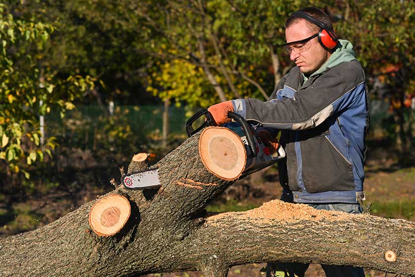 What Constitutes A Tree Removal Emergency? An Explanation