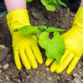12 Tree Planting Methods For A Healthy Landscape