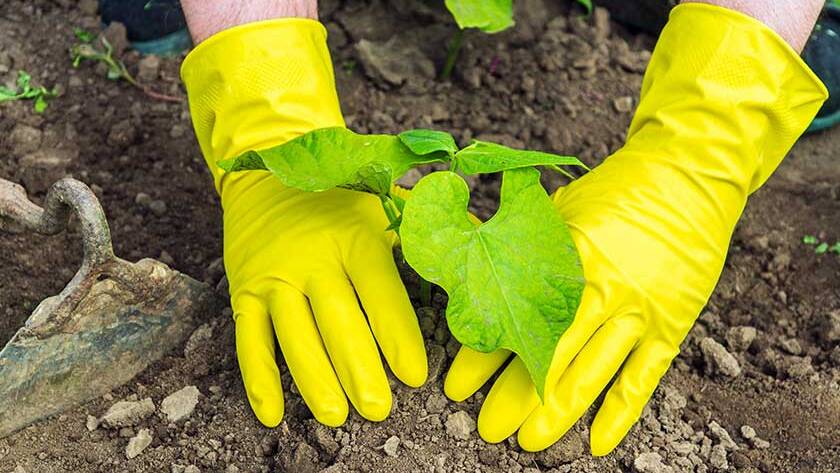 12 Tree Planting Methods For A Healthy Landscape