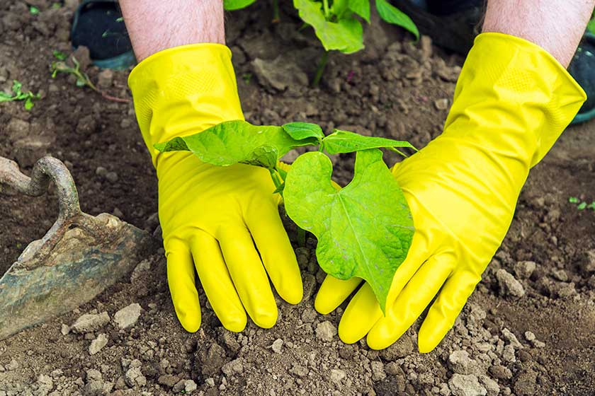 12 Tree Planting Methods For A Healthy Landscape