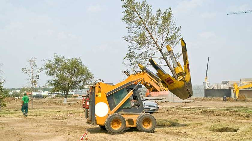 Tree Planting Cost Calculator: Estimate Your Expenses