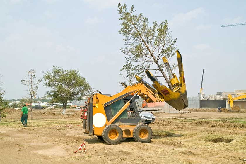 Tree Planting Cost Calculator: Estimate Your Expenses